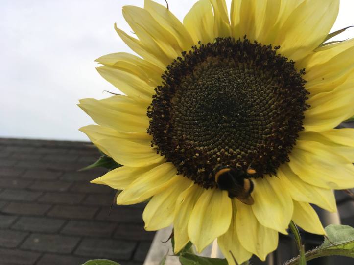 sunflower with a bee