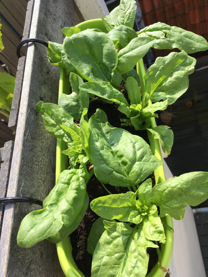 spinach in hanging basket