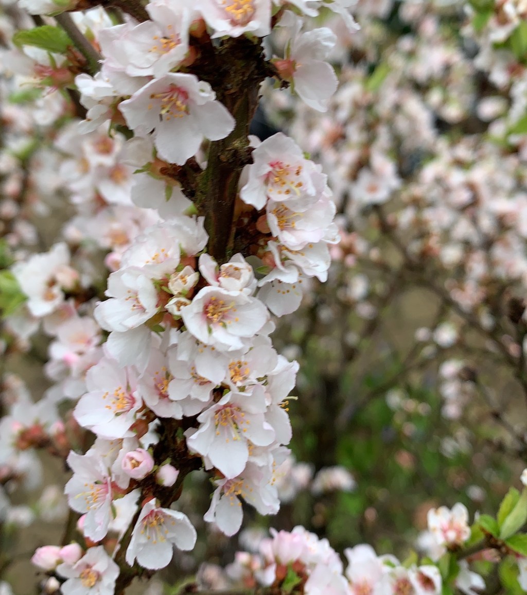 Gardening Thoughts: On&nbsp;Patience