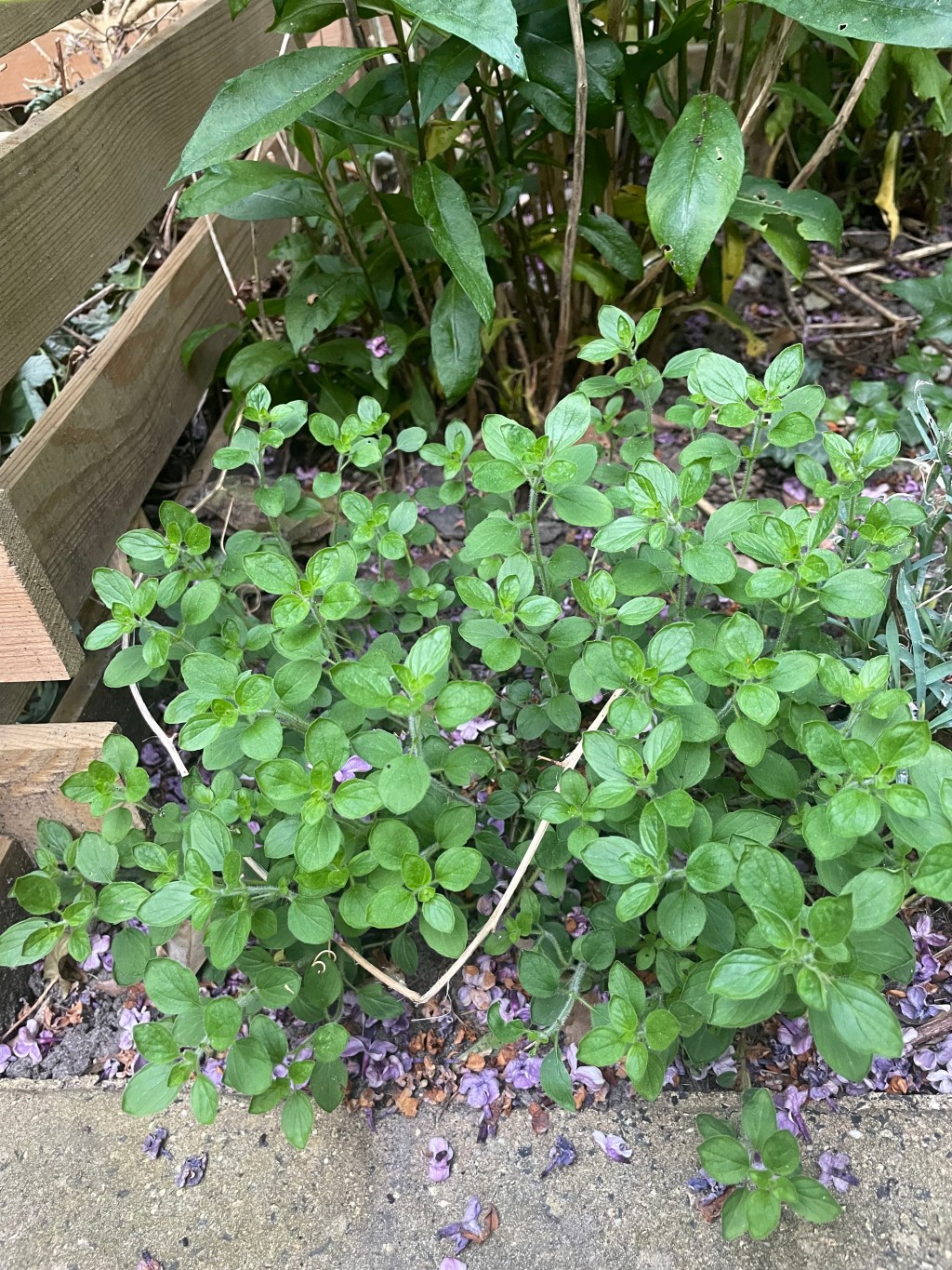 Why Herbs Are a Strong Contender in Small Gardening&nbsp;Spaces