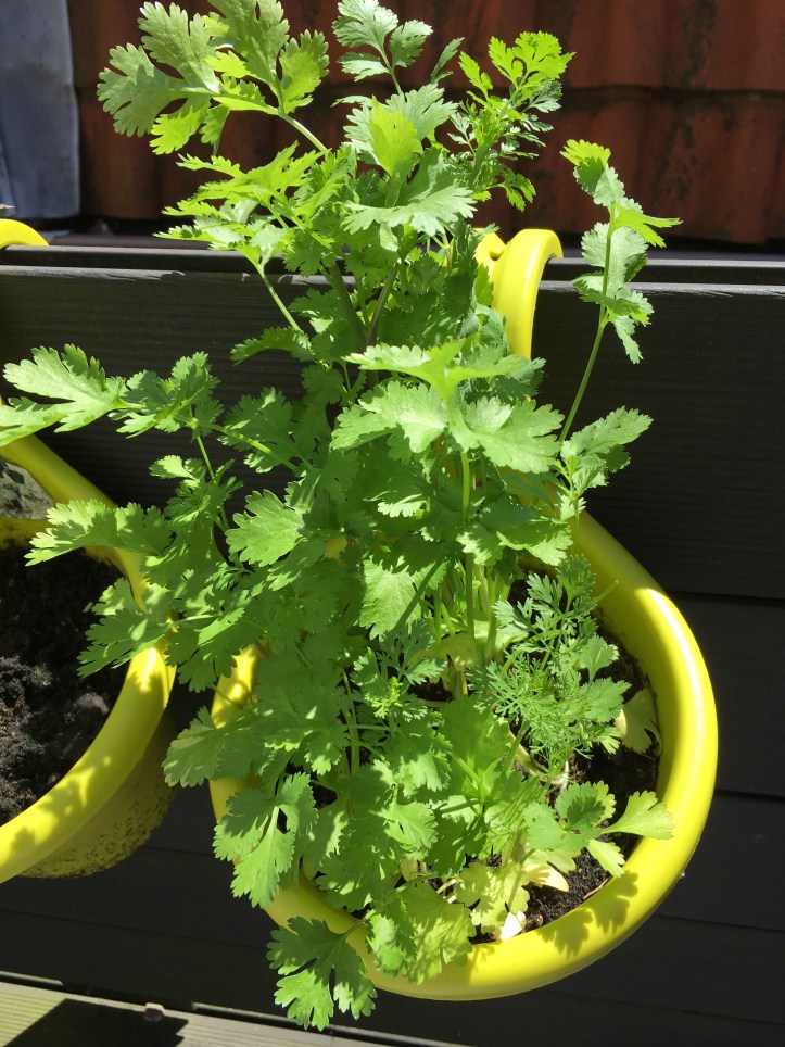 coriander