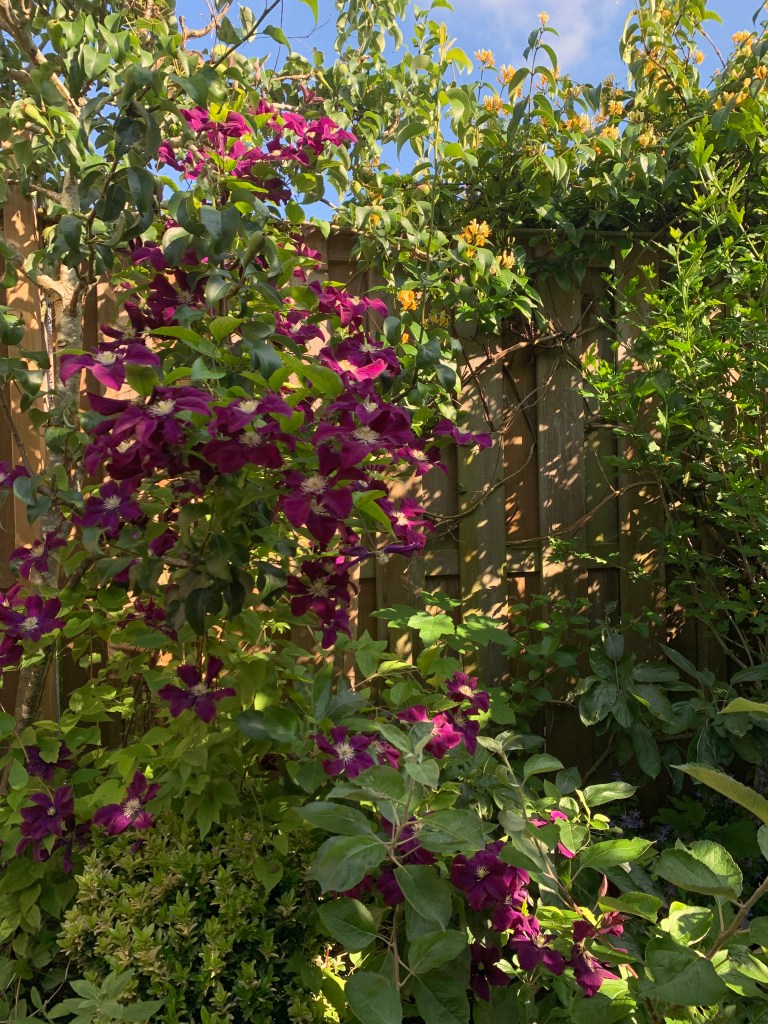 clematis and honey suckle climbing up a fence