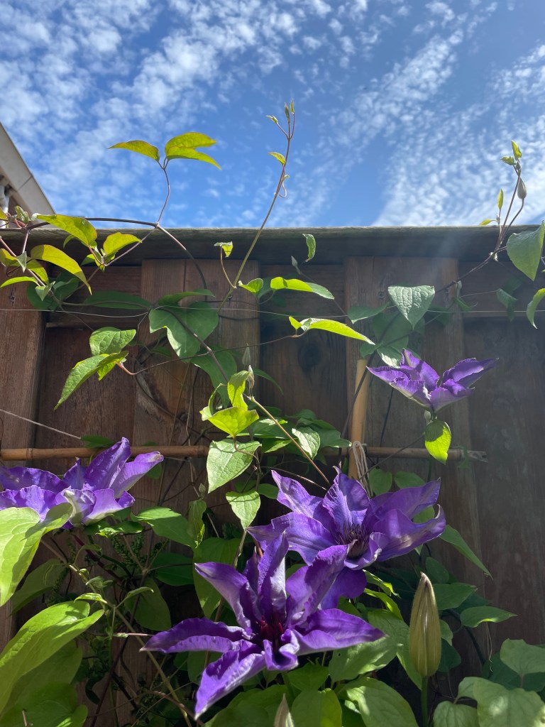 clematis climbing along a fence
