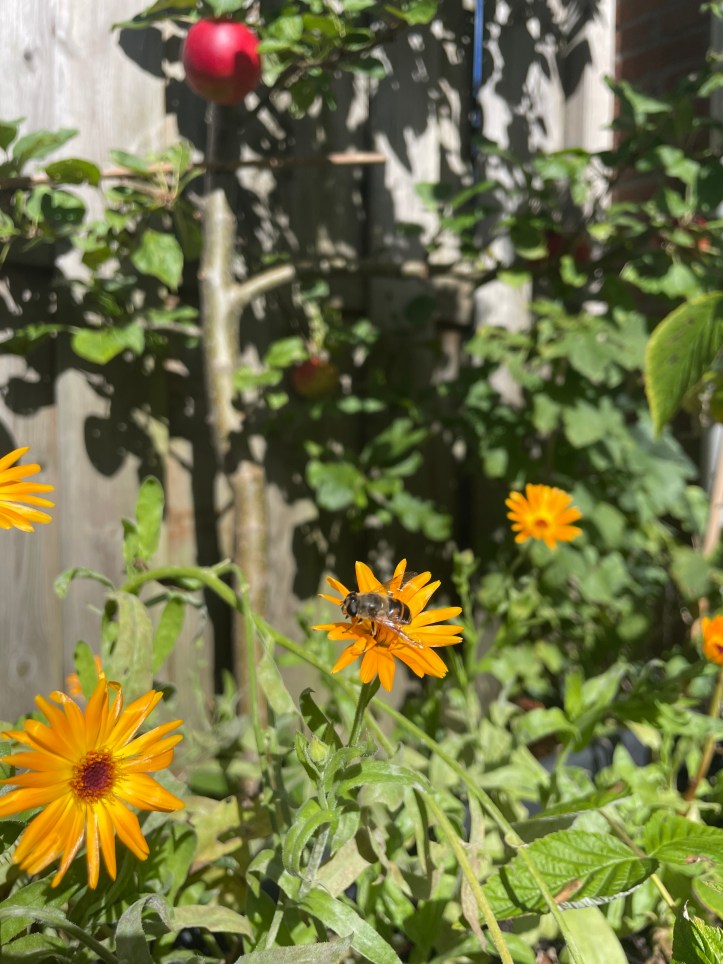 a bee on a marigold flower