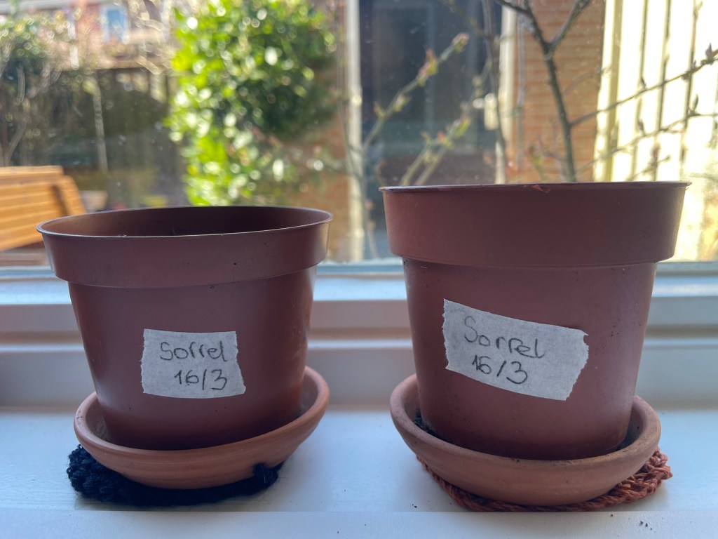 Cut-And-Come-Again Greens To Sow in&nbsp;March