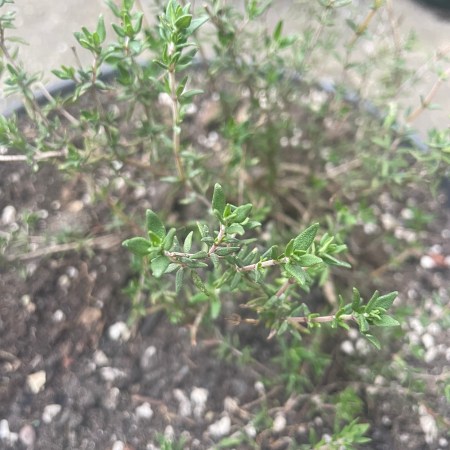 thyme in pot