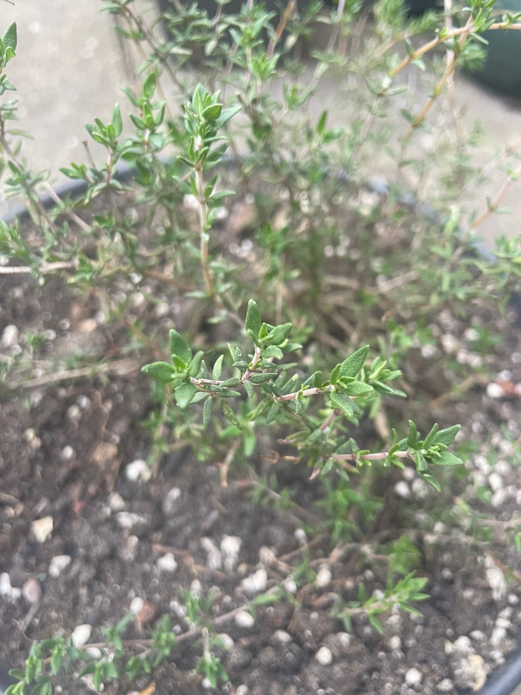 thyme in pot