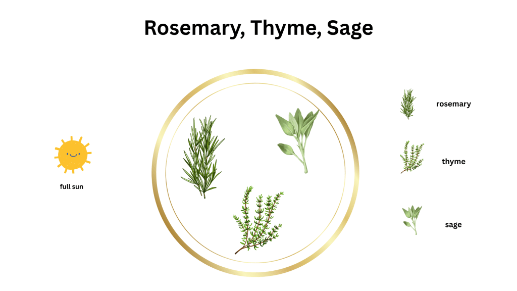 Possible herb combination in a big containber: thyme, rosemary, and sage