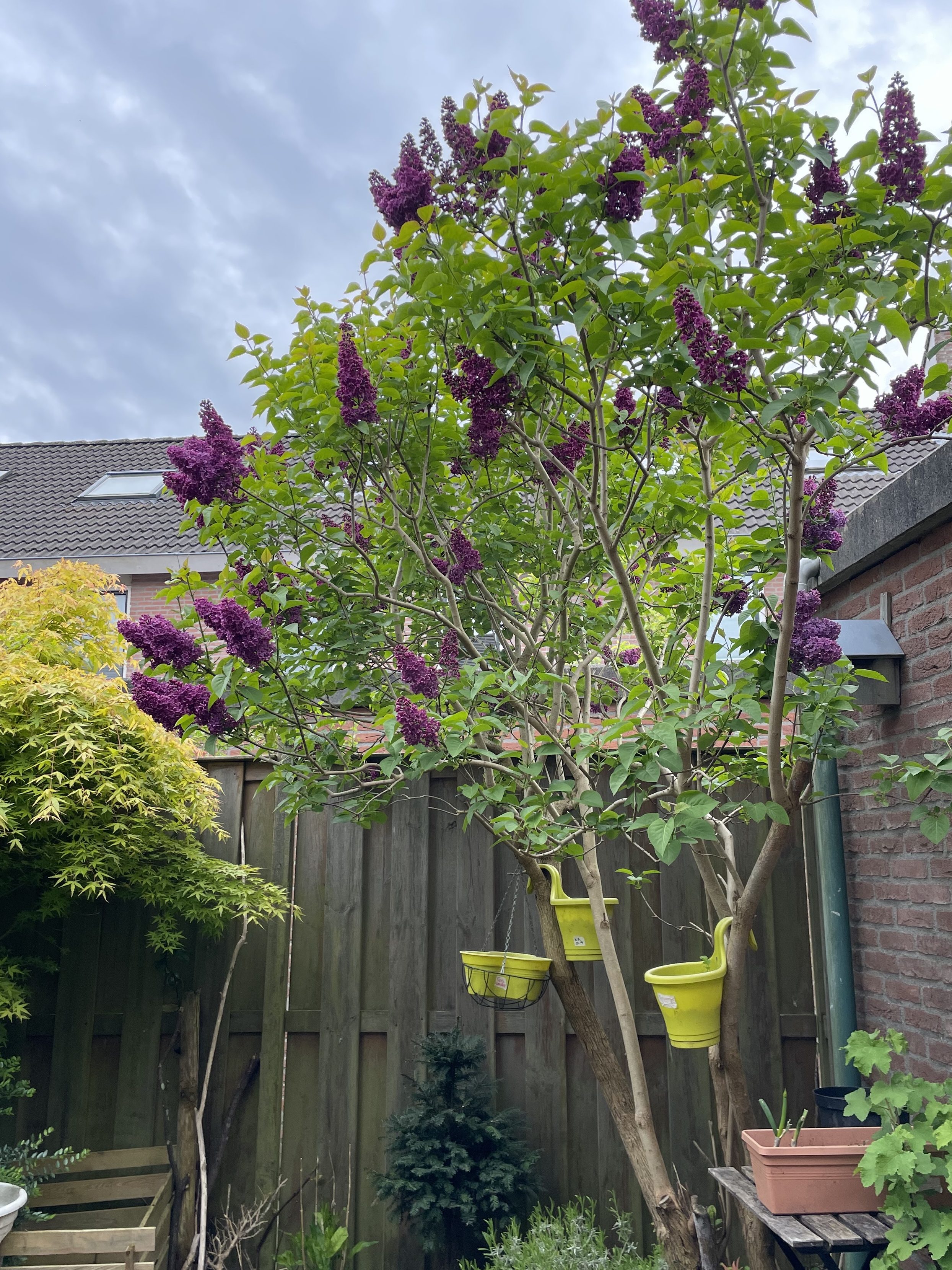 Spring colour interest from trees