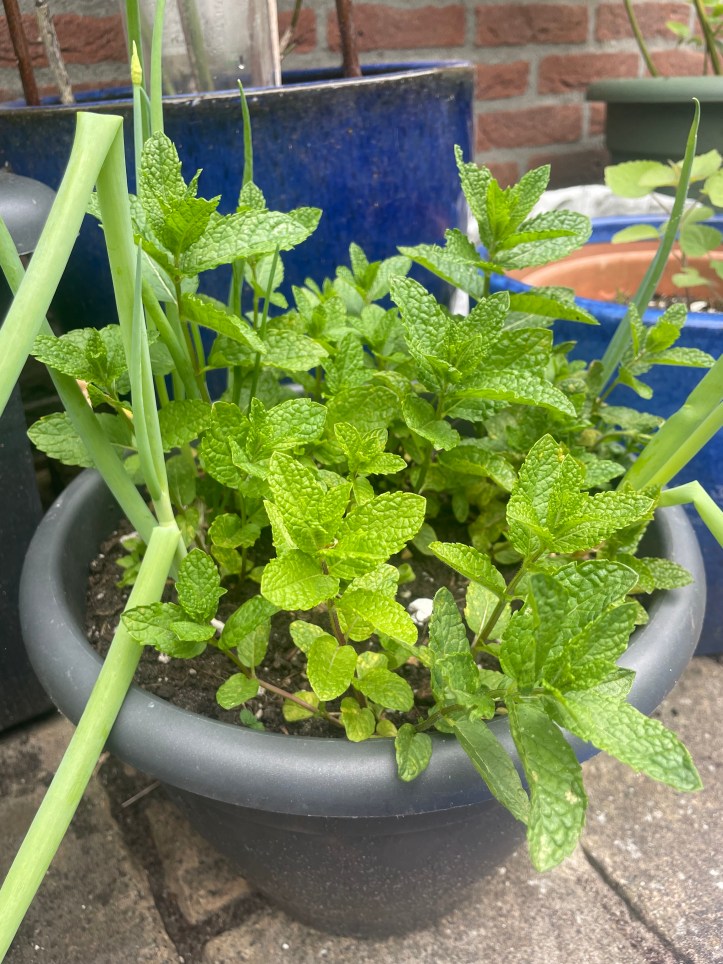 mint in the same container with spring onion