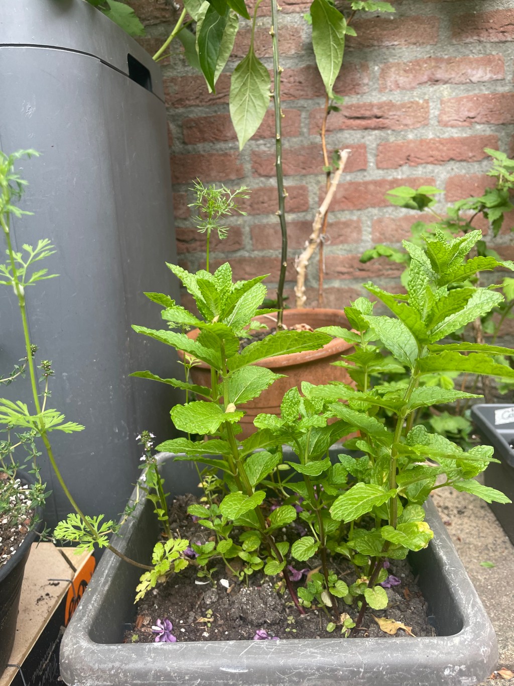 Fast-Track Herb Garden: How to Grow More in Less Space,&nbsp;Fast