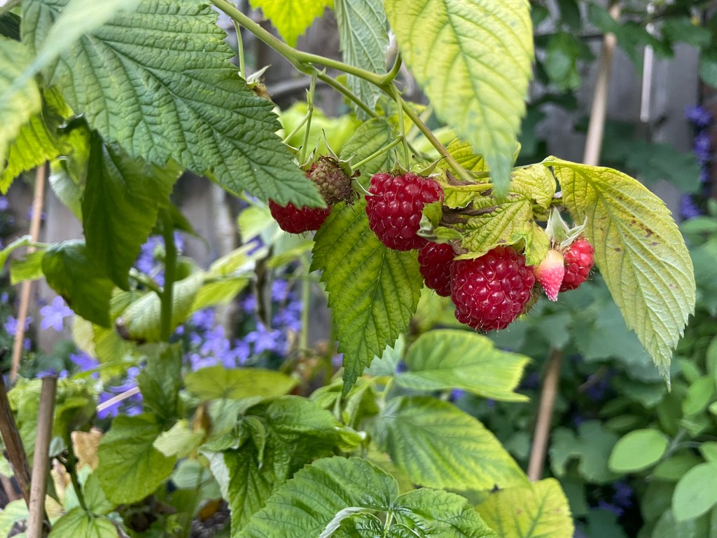 Juicy Berries in Small Spaces: How to Grow Raspberries at&nbsp;Home