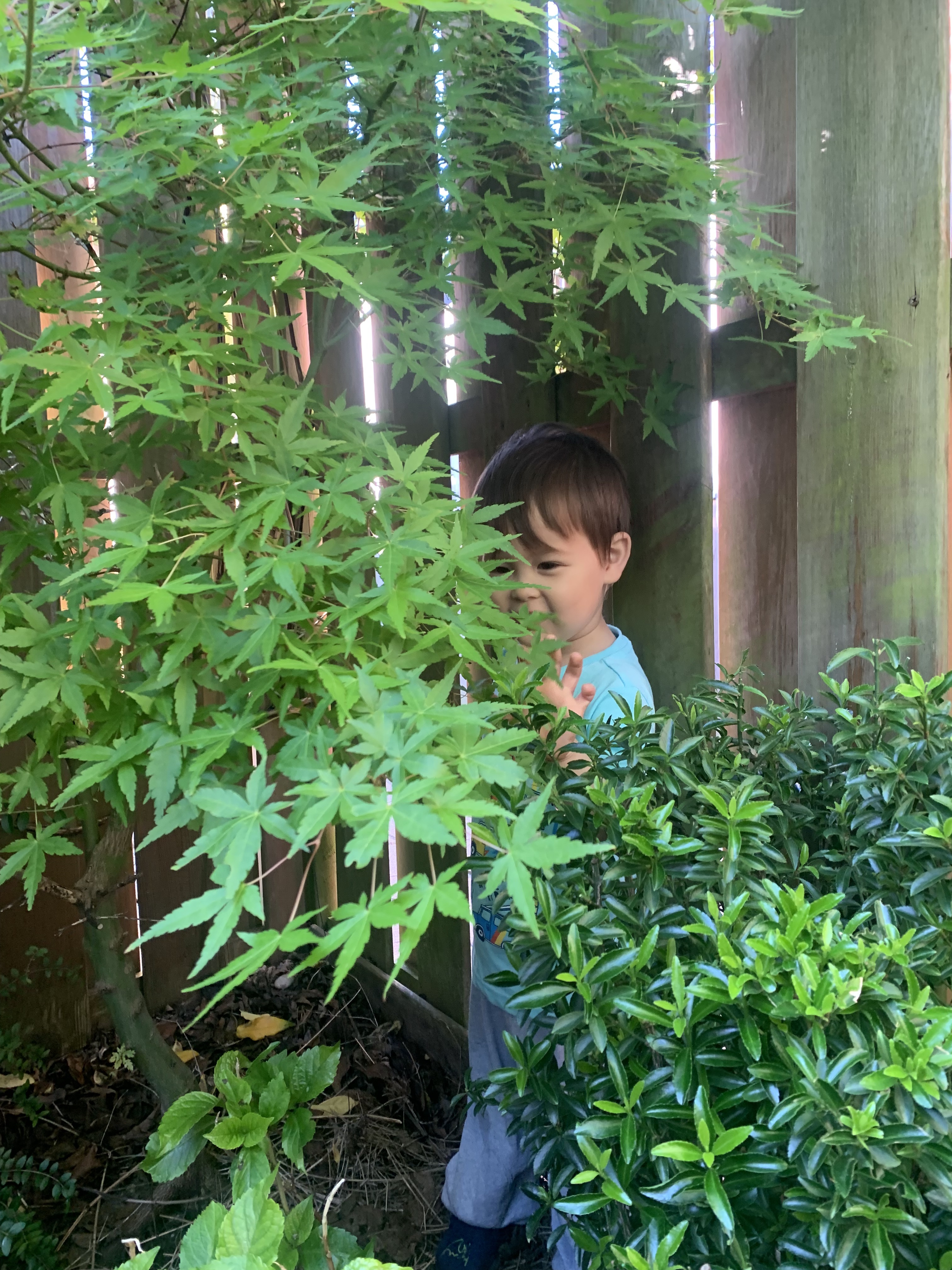 Japanese Maple Tree