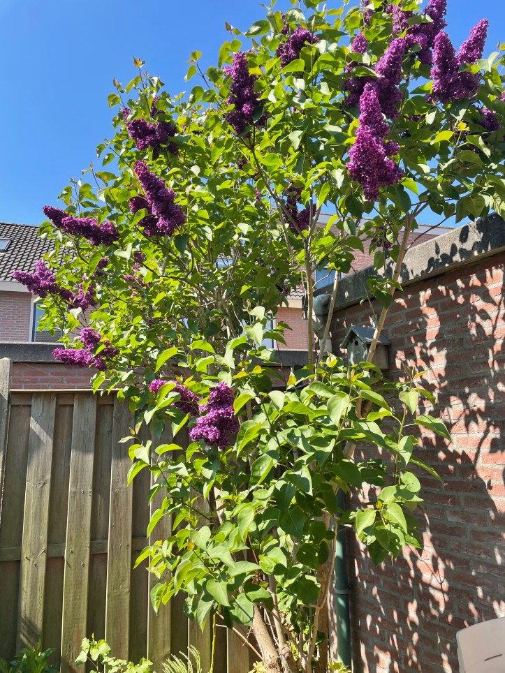 a lilac tree in bloom
