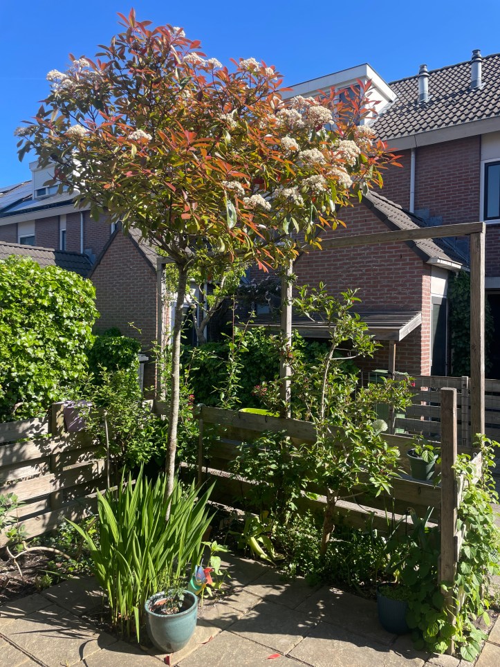 columnar red robin tree