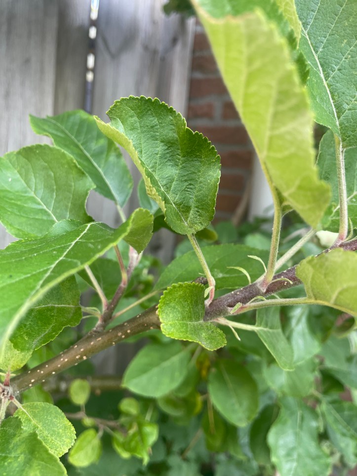 harden wood at the bottom of a new growth