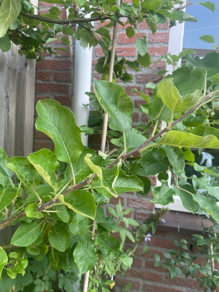 ideal lateral shoot for summer pruning