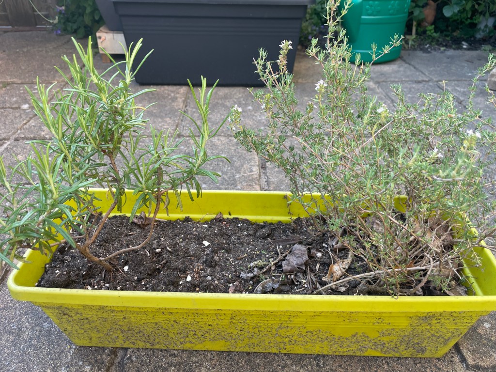 thyme and rosemary in one pot