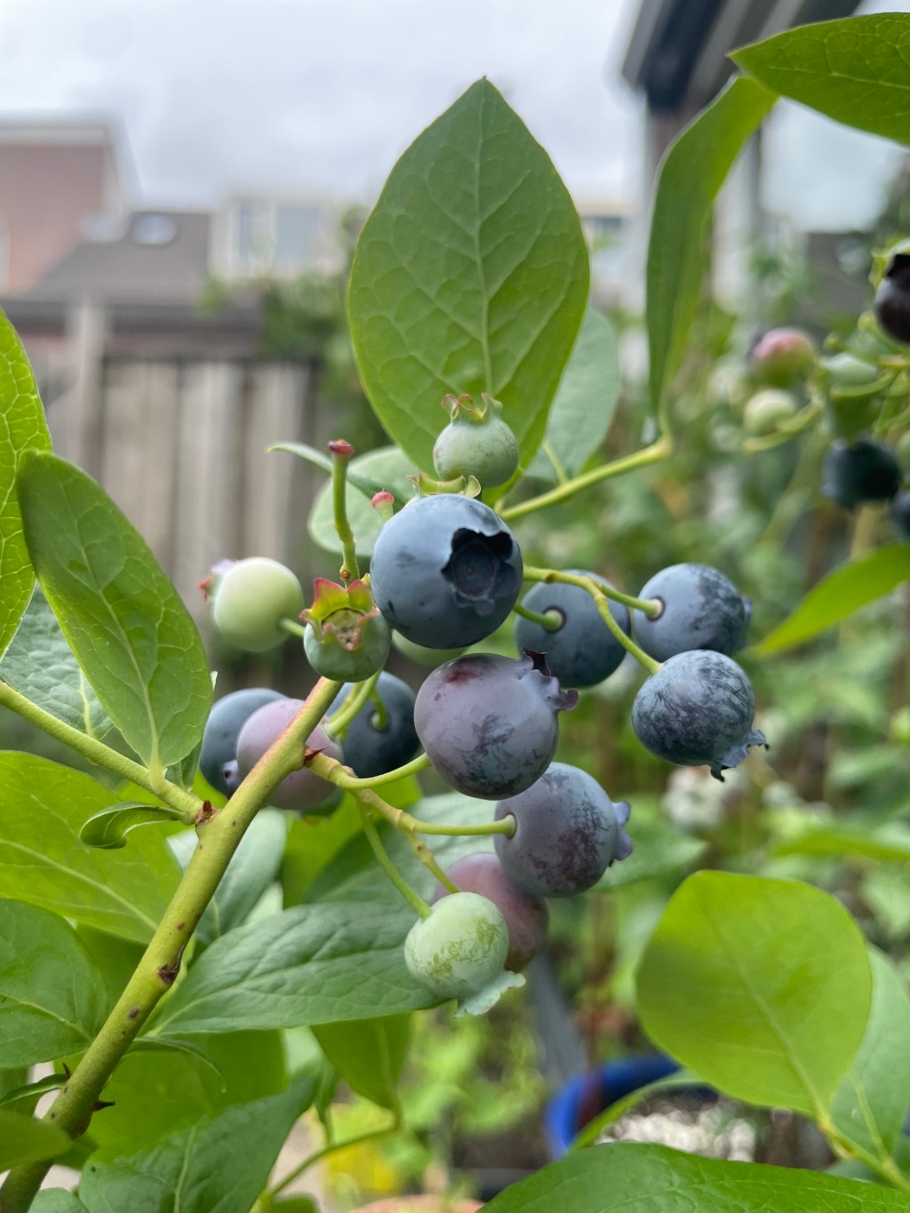 The Best-Tasting Soft Fruits To Grow Now In Your (Small) Garden