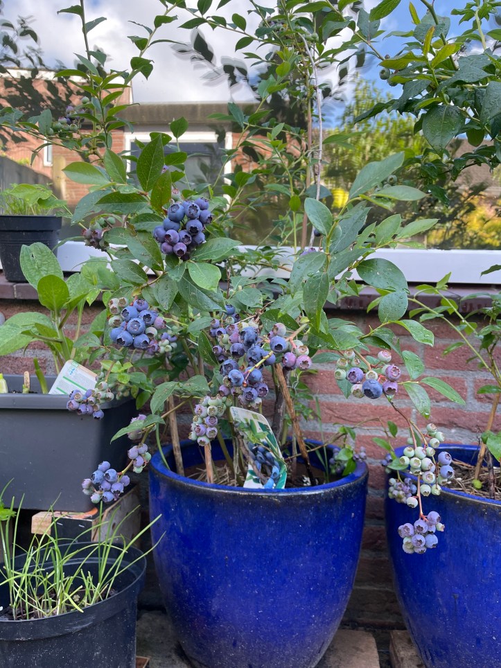 fruiting blueberry plants in containers