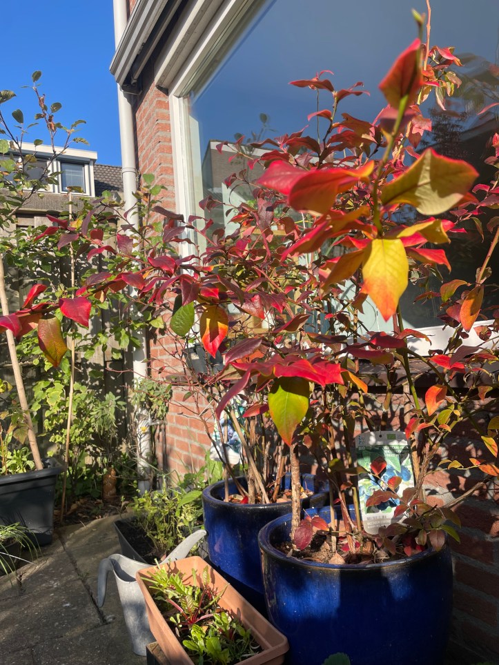 blueberry bush in autumn colour
