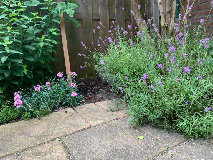 Older lavender bush can be rejuvenated with summer cuttings