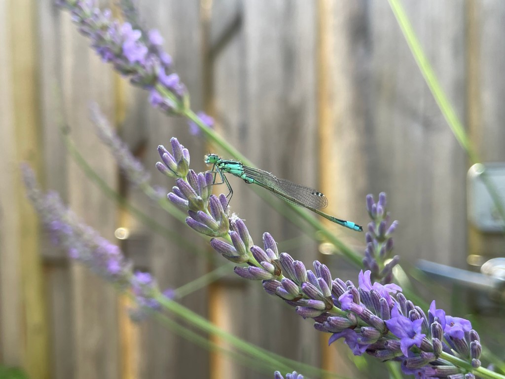 Small Garden Design Idea: Grow for&nbsp;Scent