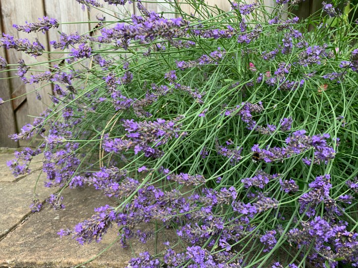 woddy old lavender bush