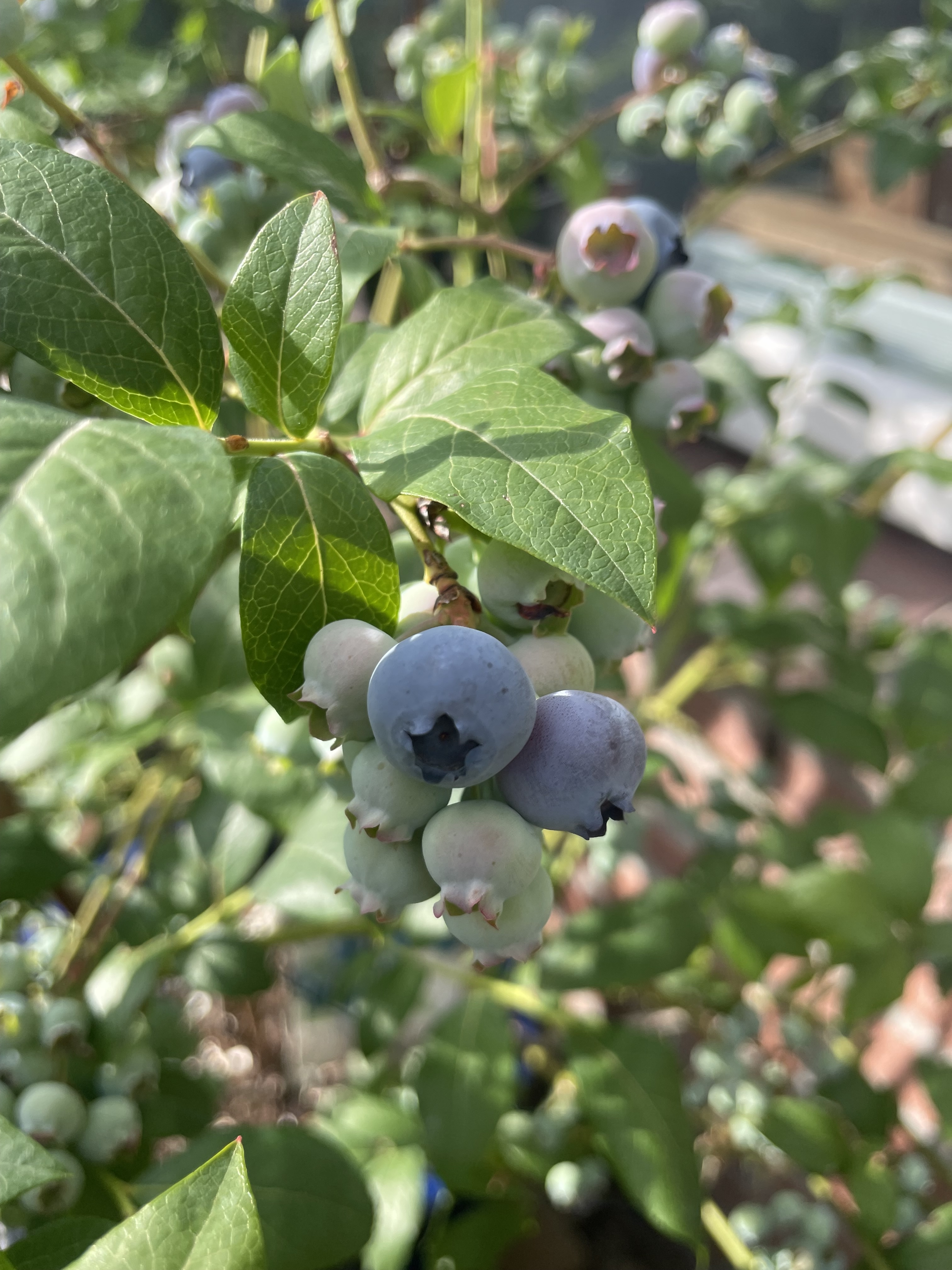 blueberry