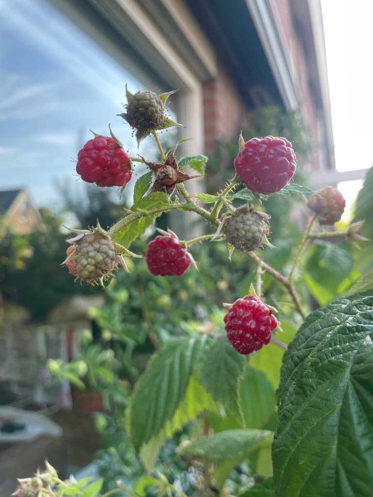 raspberries