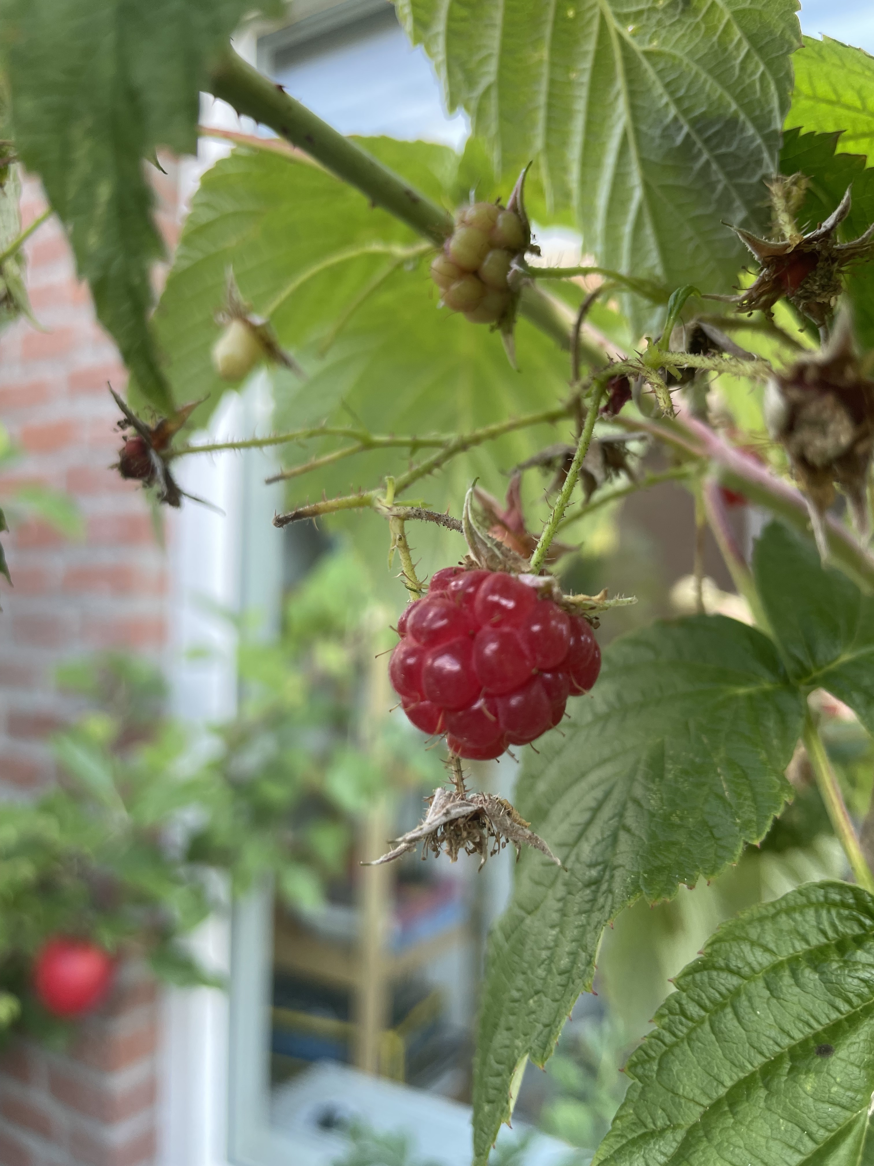 fruits on autumn-fruiting raspberries