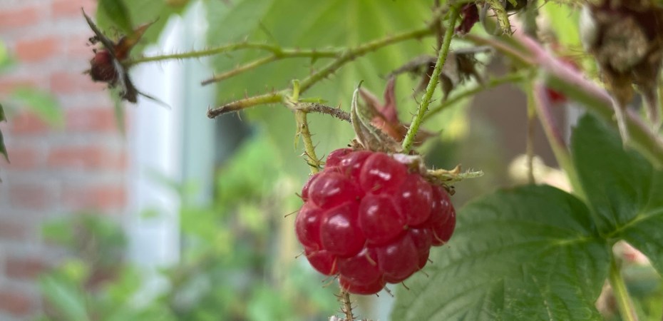 fruits on autumn-fruiting raspberries