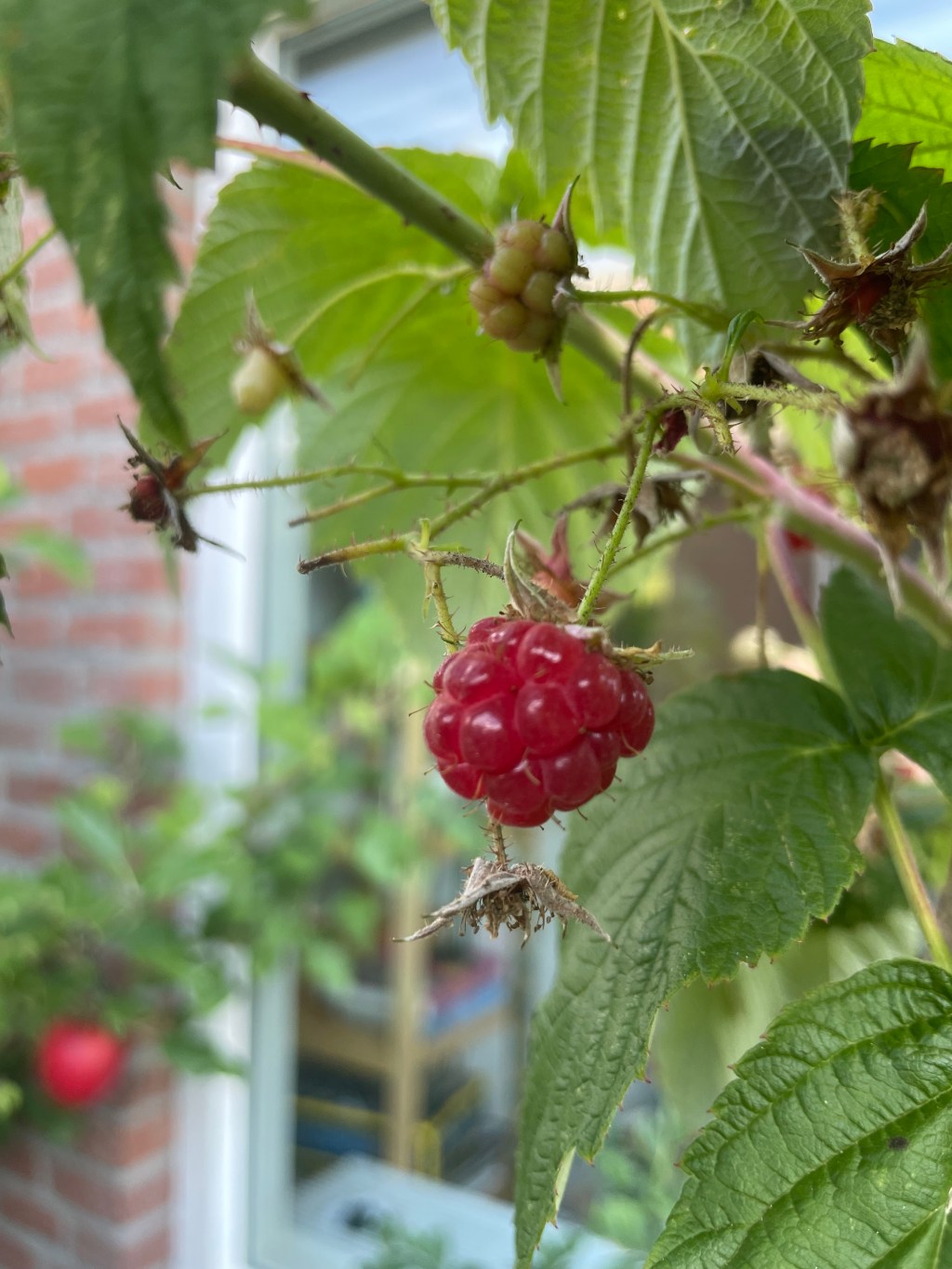 How to Grow Autumn-Fruiting Raspberries In&nbsp;Containers