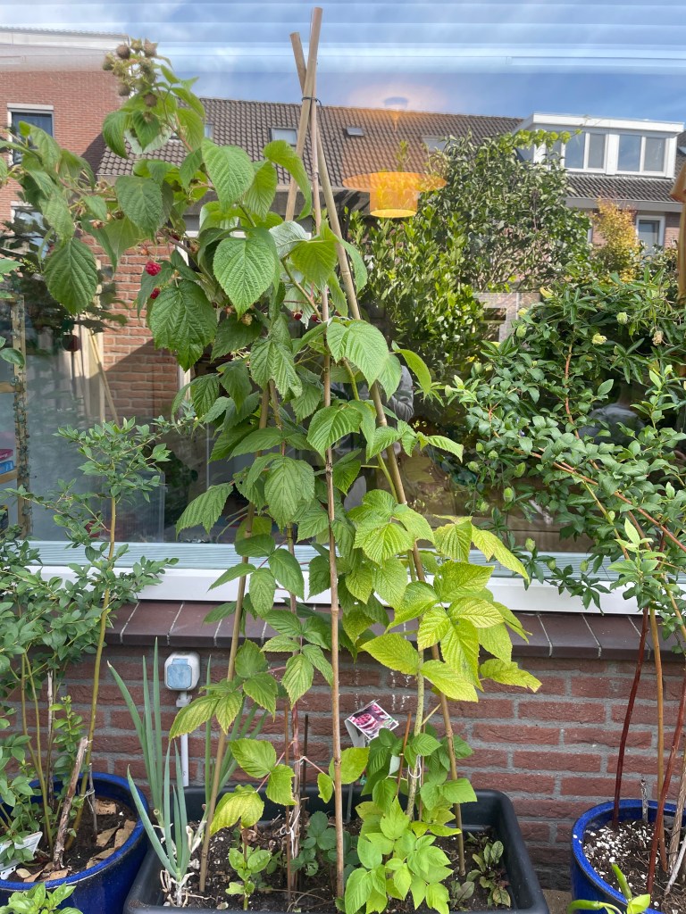 Bamboo canes to keep the tall raspberry canes stable against autumn strong winds