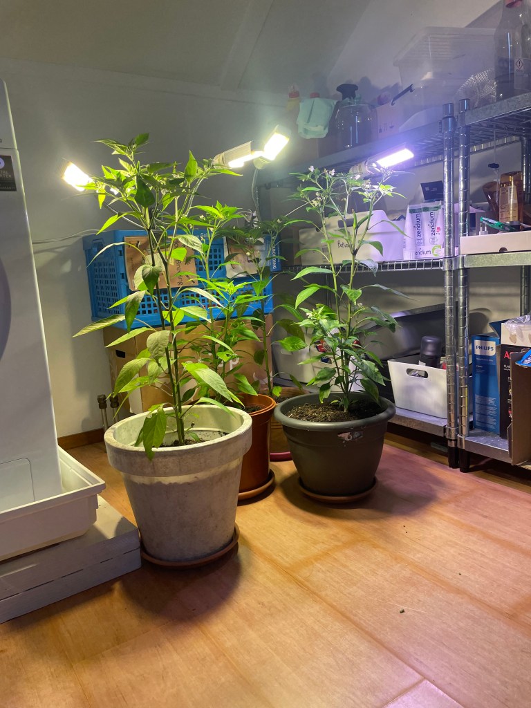 Birds' eye chili plants moved indoors from late autumn
