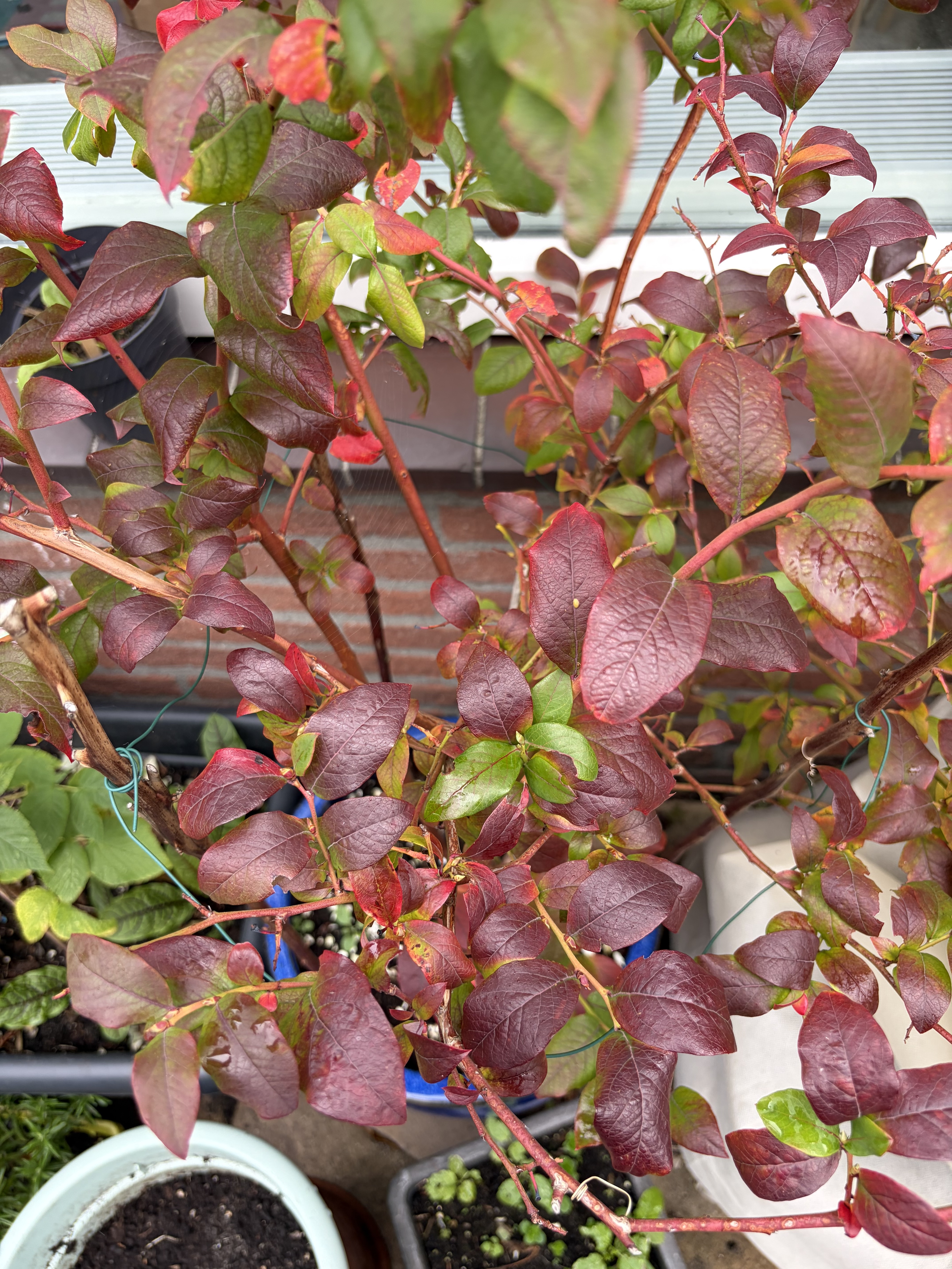 autumn colour