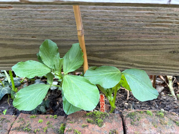 broad beans establishing in autumn instead of spring for an early harvest