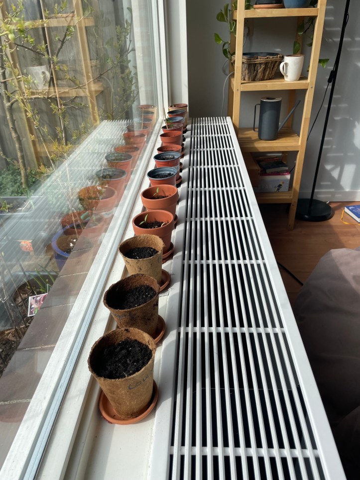 row of starting pots with seeds and seedlings