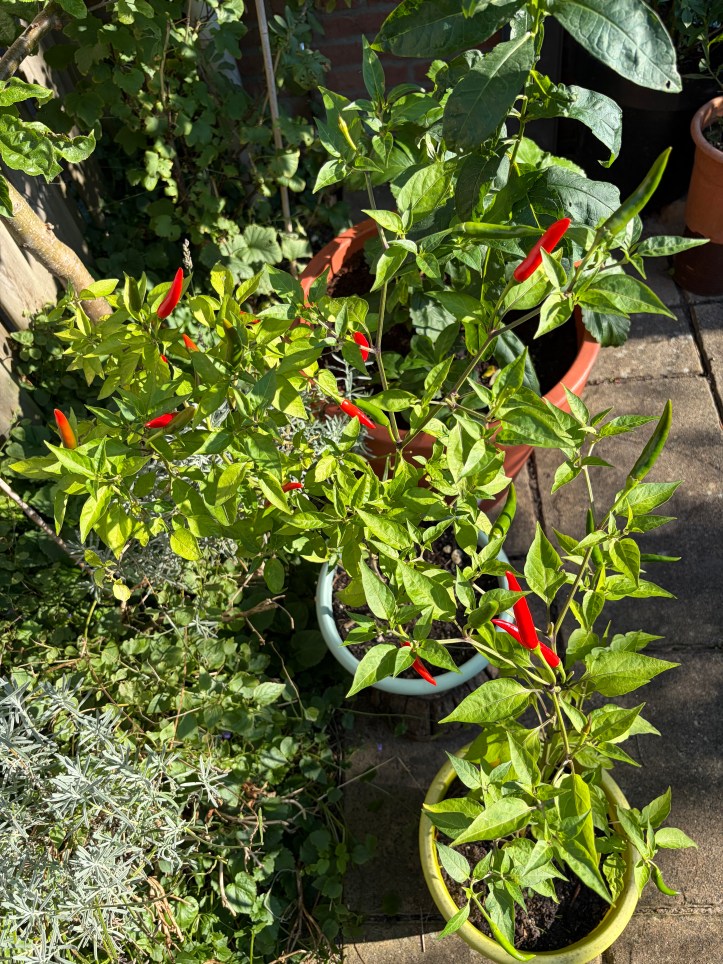 overwintered bird's eye chili plants