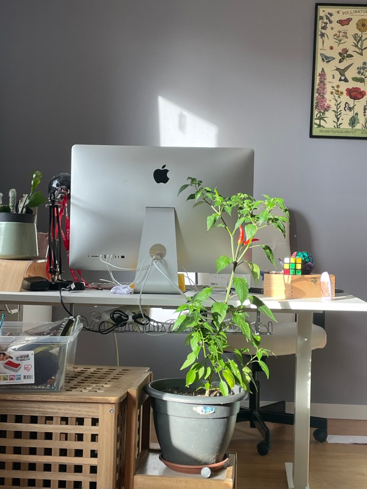bird's eye chilli overwintering indoors