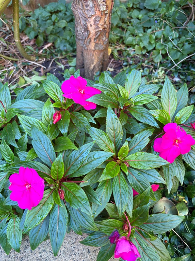 Impatiens dug out of the ground, potted, and overwintered indoors can last for many years