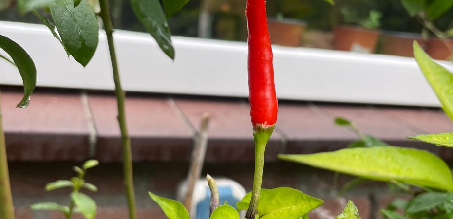 a red birds eye chili