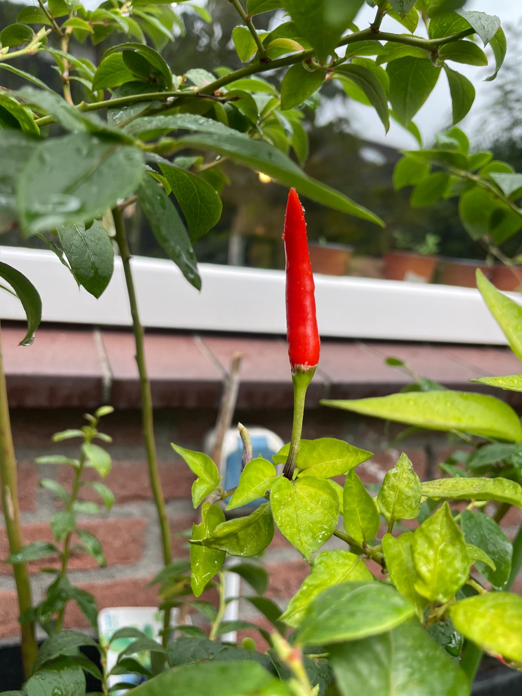 Growing Birds’ Eye Chillies in Pots (And How to Get Around The North’s Cool Short&nbsp;Summer)