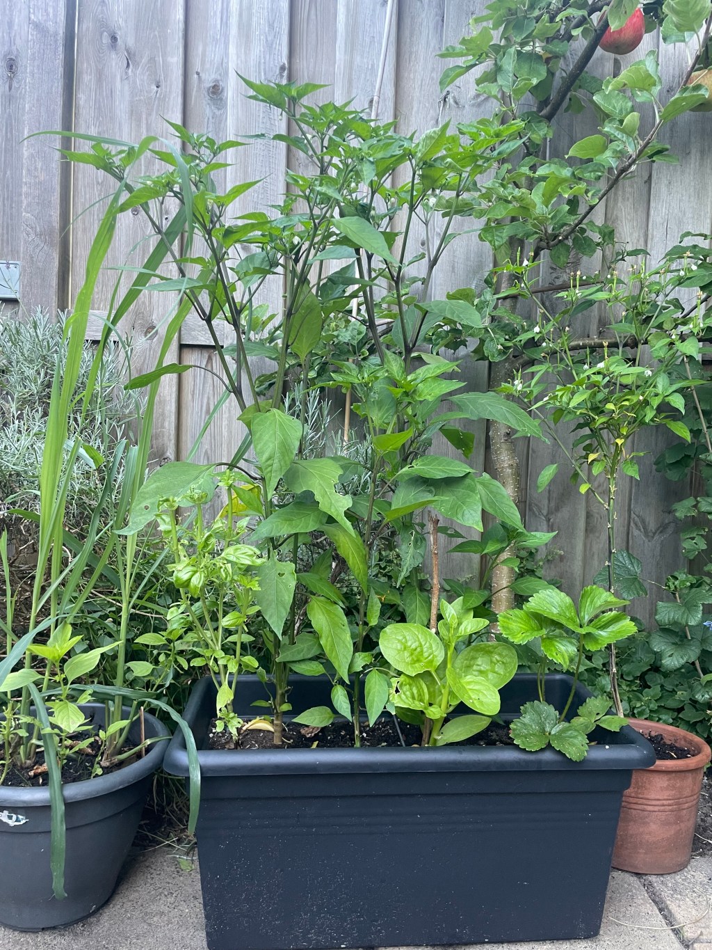 Small Garden Design Idea: 5 Changes In Container Use To Create Depth, Increase Height, and Add Aesthetics