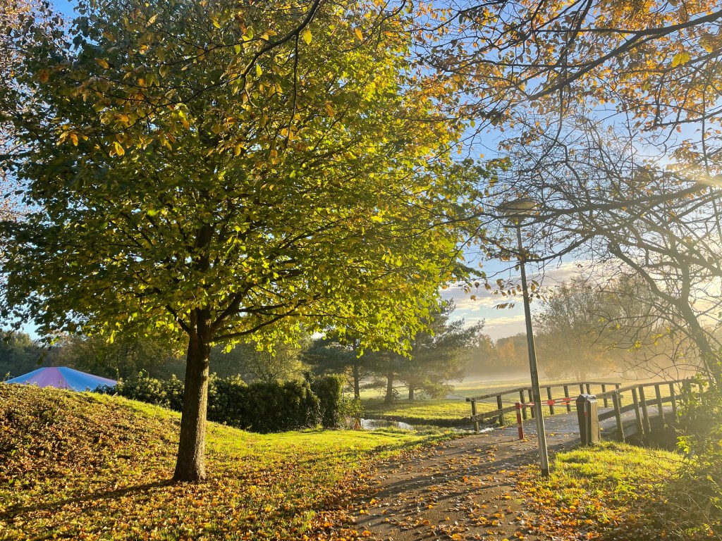leaves fallen from tree in autumn