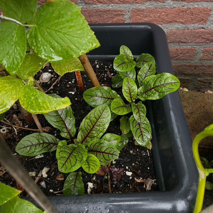sorrel planted next to raspberries in a container