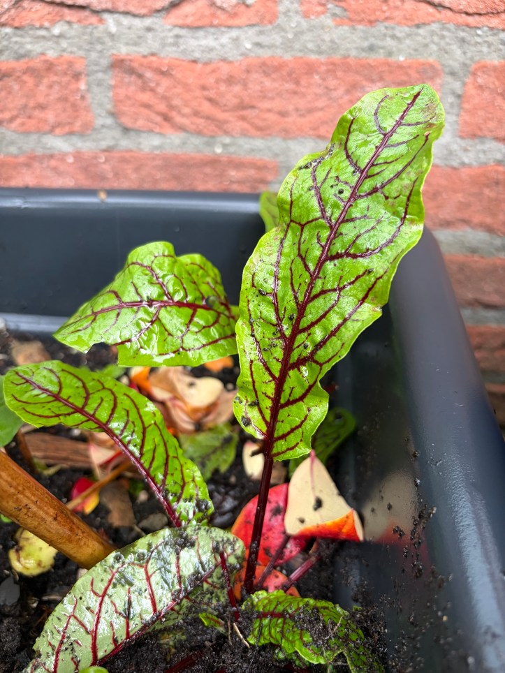 sorrel, a perennial vegetable