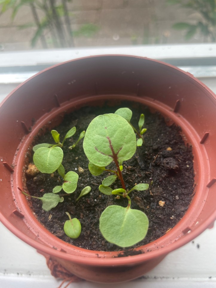 sorrel seedlings in a small windowsill pot
