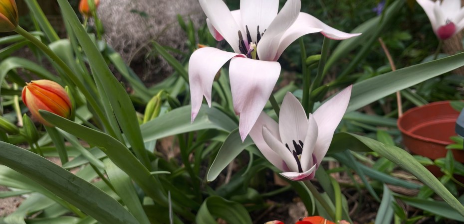 species tulip