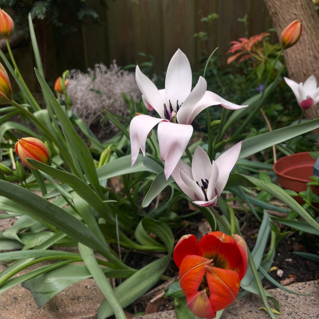 My 2025 in Planting: What I Grew, Moved, Learned, and Let&nbsp;Go